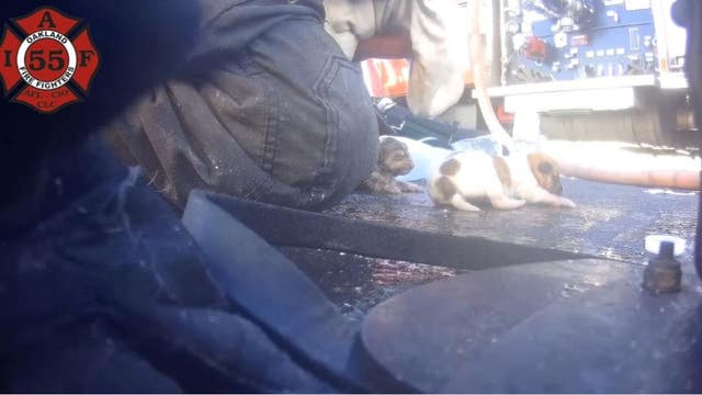 Oakland firefighters rescue, resuscitate puppies