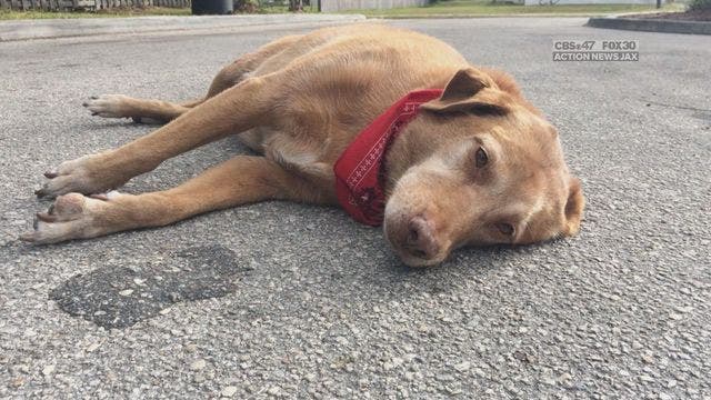 Dog lays down in road for hours at spot where Florida accident claims his owner's life