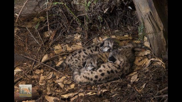 Litter of 3 puma kittens found in Santa Cruz mountains