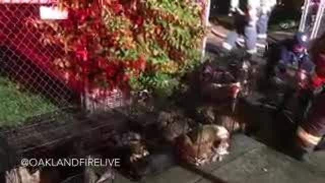 17 puppies rescued from Oakland house fire