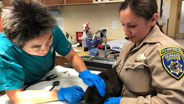 Monterey Co.: 9 rabbits abandoned roadside, $1K reward posted for leads