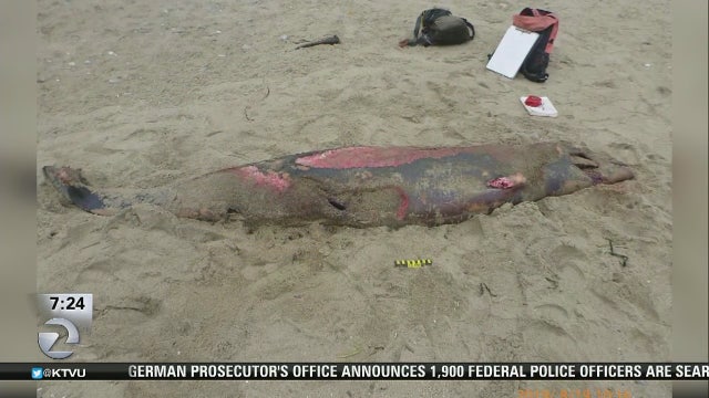 Rare beaked whale washes ashore at Drakes Beach in Marin County