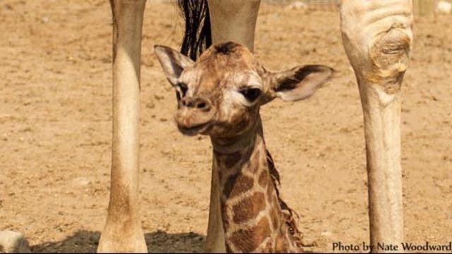 Safari West welcomes playful baby giraffe named 'Remi'