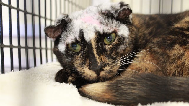 Disfigured cat in Burligame needs a new home