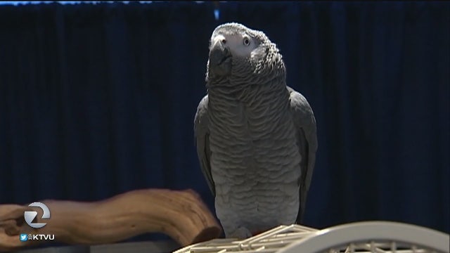 Bird rescue takes in swearing parrot