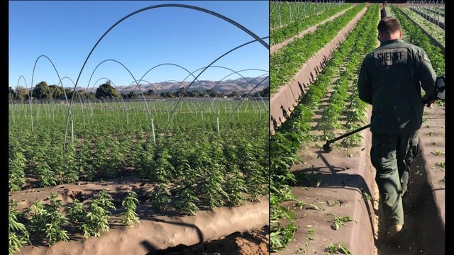 Santa Barbara County seizes 400,000 marijuana plants