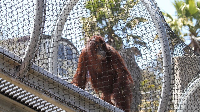 Bornean orangutans return to San Francisco Zoo