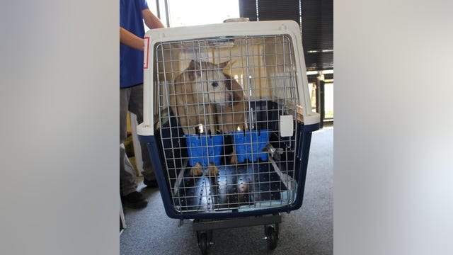 4 dogs rescued from Korean meat farm arrive in Santa Cruz