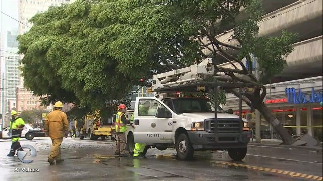 Surveillance camera captures moment 50-foot ficus tree uproots on Mission Street