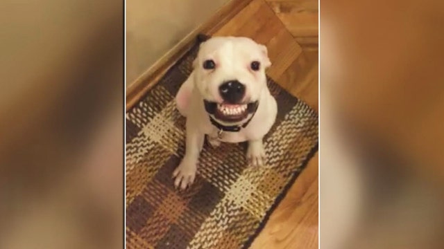 WATCH: Puppy gives cheesy grin on command