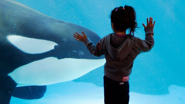 California agency votes to ban SeaWorld orca breeding