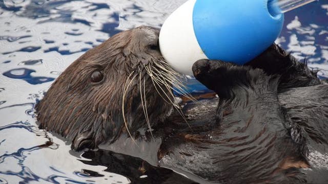 Selka the sea otter finds new home at Monterey Bay Aquarium