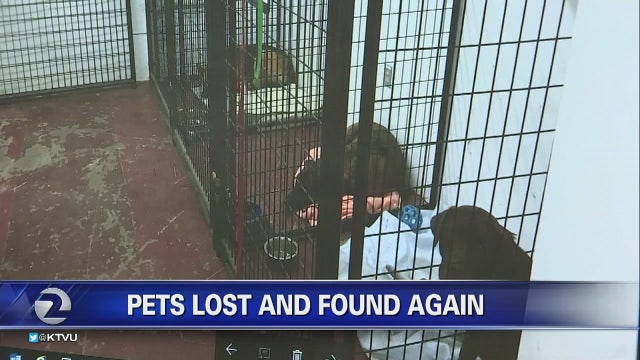 South Bay team helps reunite Camp Fire pets with owners