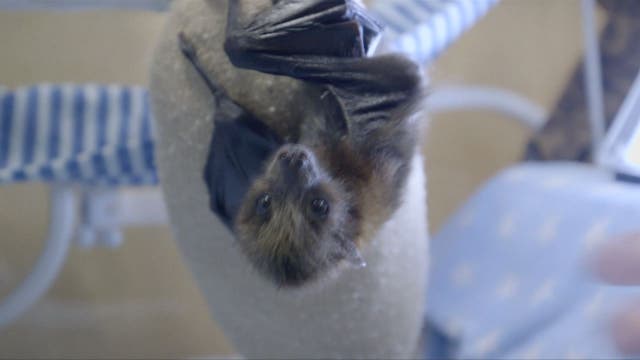 Bat delivered by C-section struggles to survive at San Diego Zoo