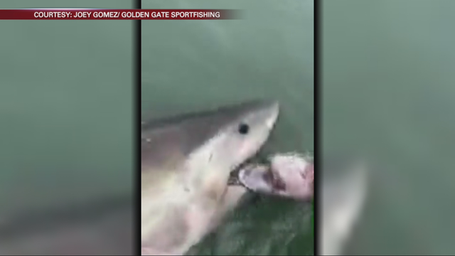 Great white shark gives San Francisco crew the thrill of lifetime