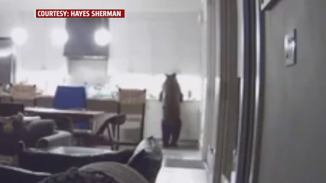 San Francisco teens watch as bear rummages through fridge at vacation home in Truckee