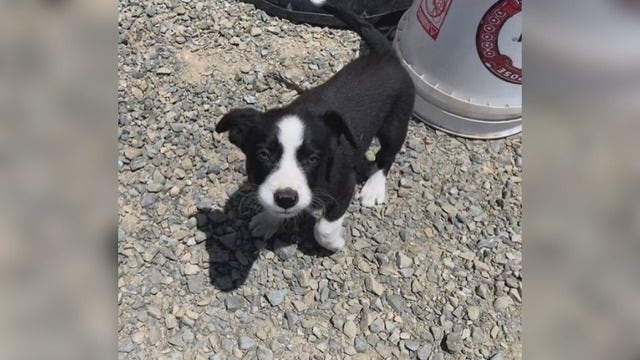 Border collie puppies stolen from Pinole park