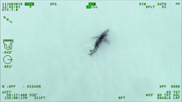 Shark! Sonoma County sheriff spots great white off coast
