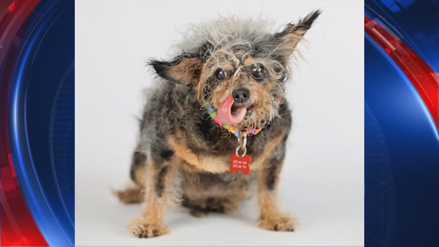 'Scamp the Tramp' crowned the world's ugliest dog
