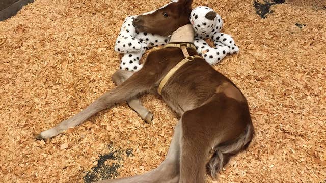Owner of rescued baby horse comes forward