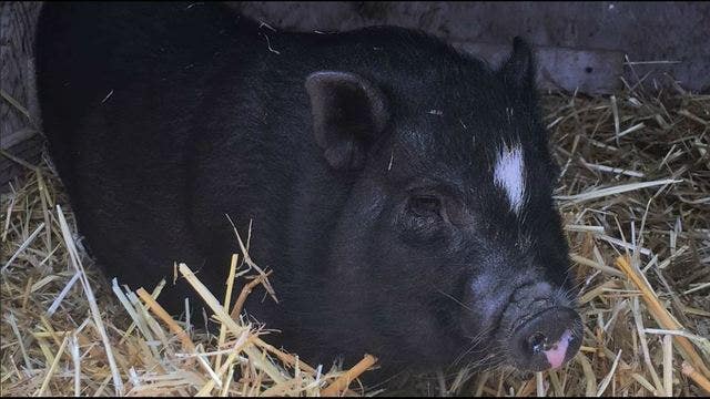 Wayward pig found roaming South San Francisco streets seeks home