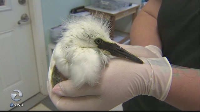 Egrets are falling from their nests on Google's campus
