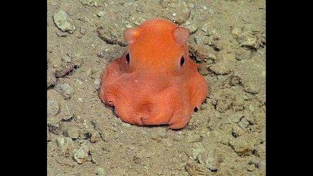 'Adorable' octopus back on display at Monterey Bay Aquarium