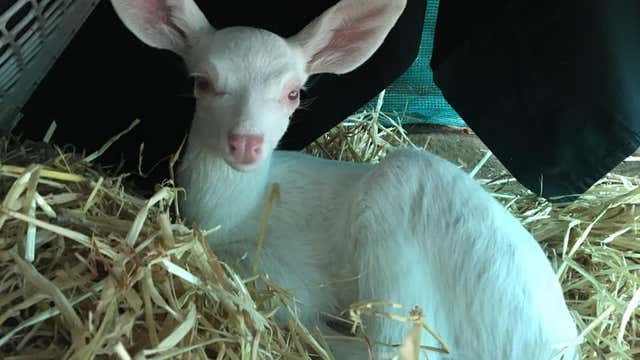 Rare albino fawn rescued by trucker in Northern California