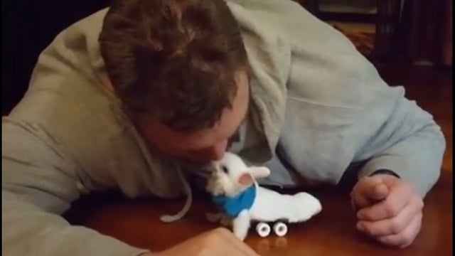 WATCH: Paralyzed bunny zips around on new skateboard wheelchair