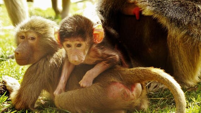 Baby baboon born at Oakland Zoo