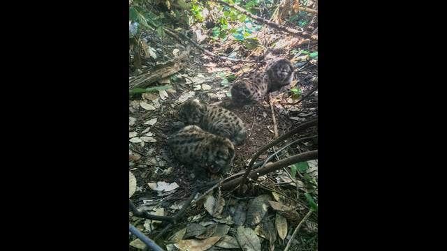 Puma kittens born in Santa Cruz Mountains