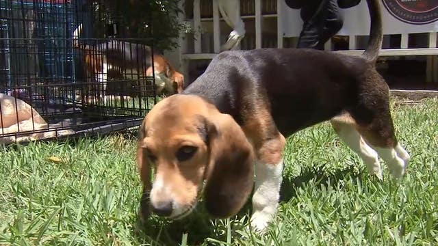 Five Beagles get their taste of freedom thanks to the 'Beagle Freedom Project'