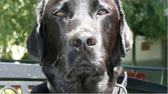 The Contra Costa County DA's office has a new employee: it's a dog