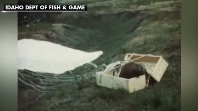 Video shows beavers parachuting from planes as part of re-population effort in 1950's