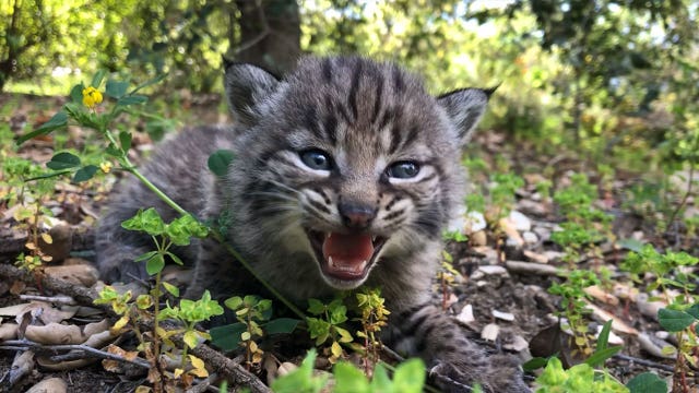 Bobcat who survived deadly Woolsey Fire gives birth to 4 kittens