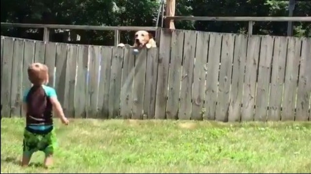 That Kid's Got Game: Toddler plays cutest game of catch with neighbor's dog over fence