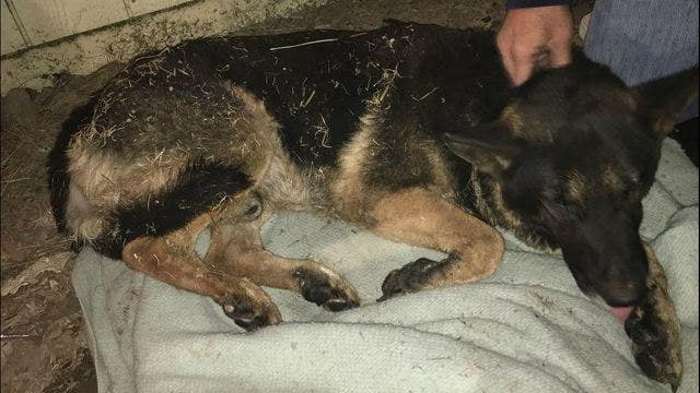 Burned dog finds help from kind-hearted humans