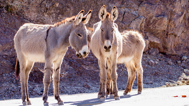 Reward offered after 42 wild burros shot, killed in California desert