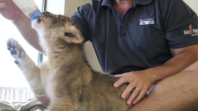 8-week-old lion cub, 'Cain,' joins Six Flags in Vallejo