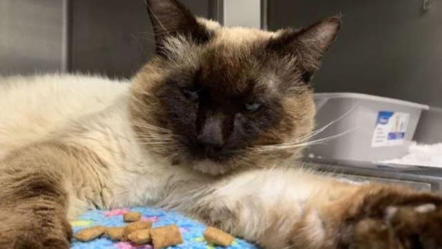 Serial cat shooter on the loose in Oakland, $10,000 reward offered