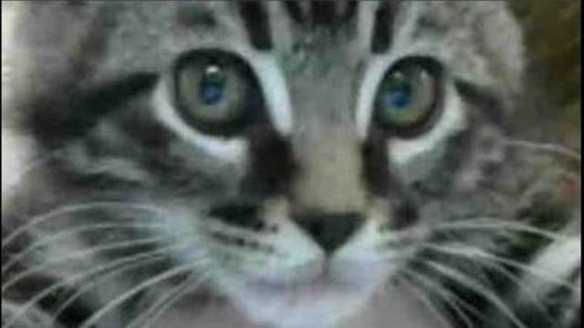 Free pet adoptions at Martinez, Pinole shelters