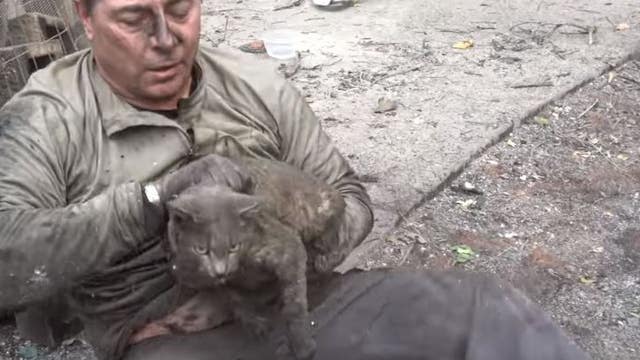 When all else is gone,  Camp Fire 'cat rescuers' give owners a bit of uplifting news