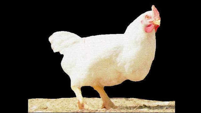 Bird flu found at Tyson Foods chicken supplier
