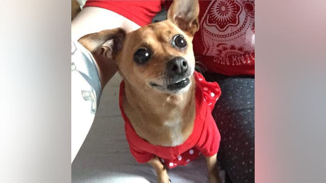 Dog dies after grooming appointment at Campbell PetSmart