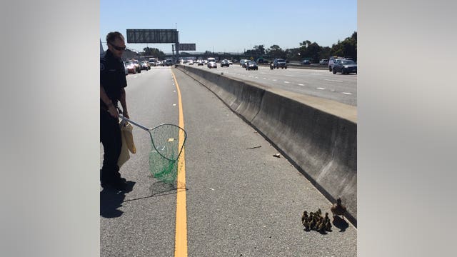 CHP rescues ducklings from Highway 101 traffic in San Mateo County
