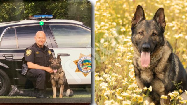 Retired Concord police K9 dies, remembered for his years of service