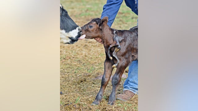 Calf born with extra set of legs hanging from neck