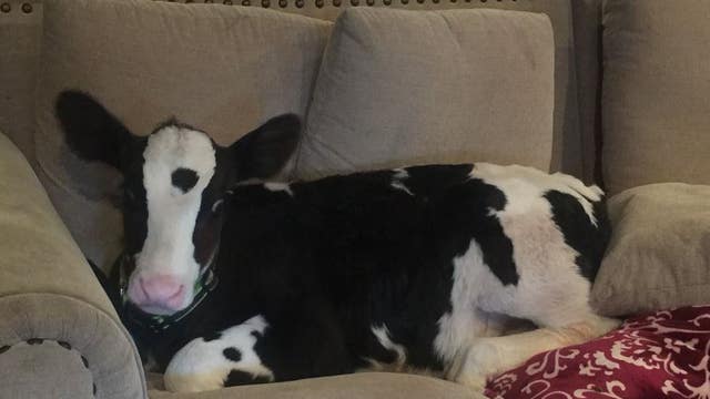Calf lives at East Bay home, thinks he's a dog