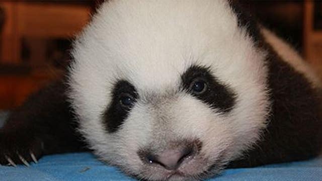WATCH: Bei Bei takes wobbly 1st steps