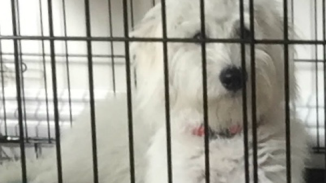 Delta Air Lines partners with startup to improve pet travel